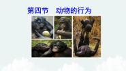 初中第四节 动物的行为课堂教学课件ppt