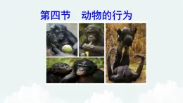 2.2.4动物的行为课件---2024年初中秋季济南版生物七年级上册