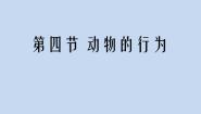 初中生物济南版七年级上册第四节 动物的行为教案配套课件ppt