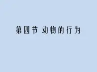 2.2.4动物的行为课件2024年初中秋季济南版生物七年级上册