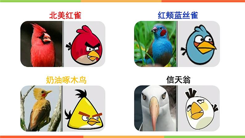 4.2.3 鸟的生殖和发育课件 ---2024年初中秋季济南版生物八年级上册03