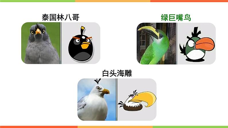 4.2.3 鸟的生殖和发育课件 ---2024年初中秋季济南版生物八年级上册04