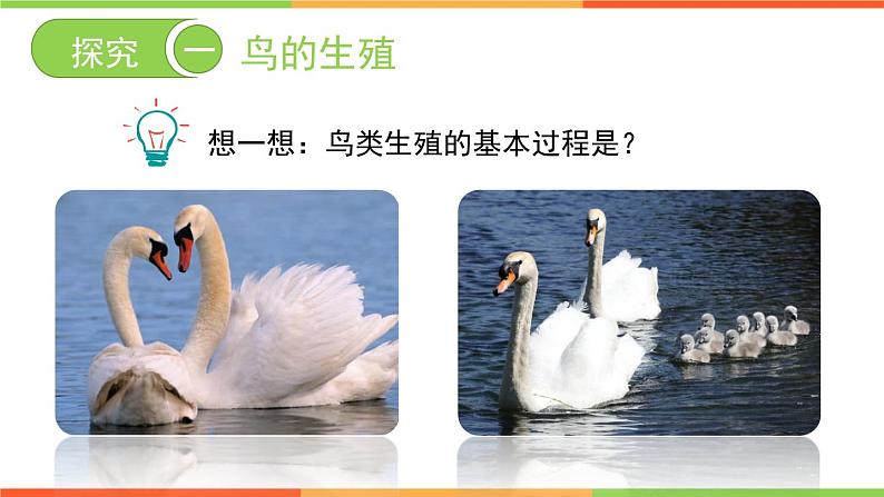 4.2.3 鸟的生殖和发育课件 ---2024年初中秋季济南版生物八年级上册06
