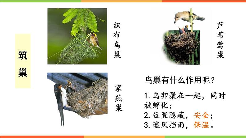 4.2.3 鸟的生殖和发育课件 ---2024年初中秋季济南版生物八年级上册07