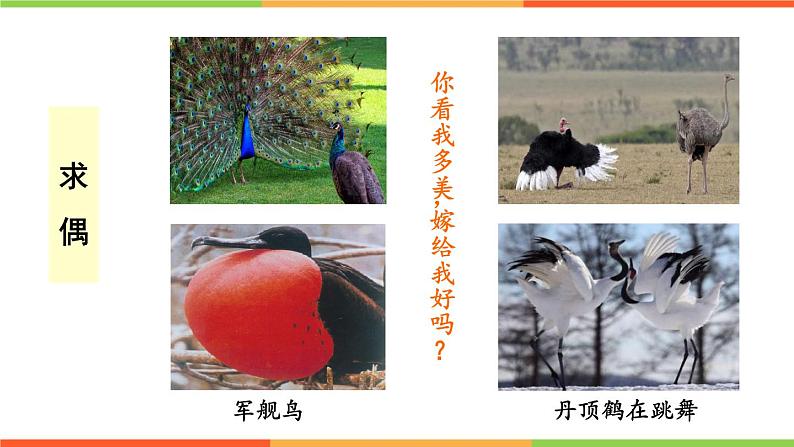 4.2.3 鸟的生殖和发育课件 ---2024年初中秋季济南版生物八年级上册08