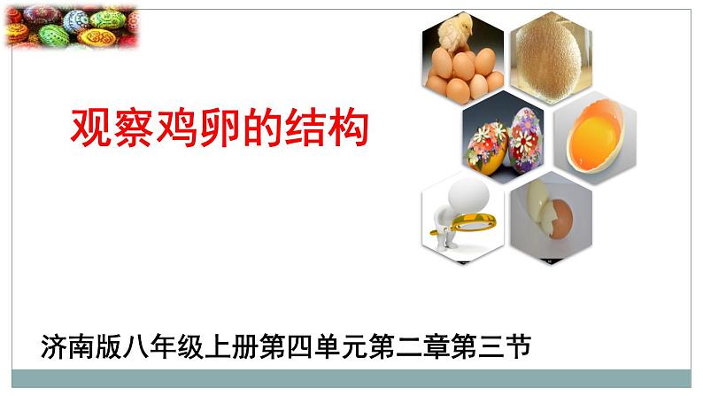 4.2.3鸟的生殖和发育(观察鸡卵的结构)说课课件 --2024年初中秋季济南版生物八年级上册第1页