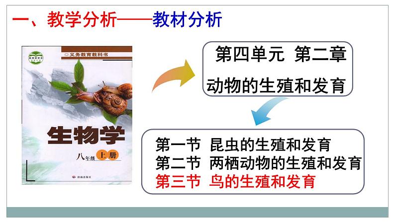 4.2.3鸟的生殖和发育(观察鸡卵的结构)说课课件 --2024年初中秋季济南版生物八年级上册第4页