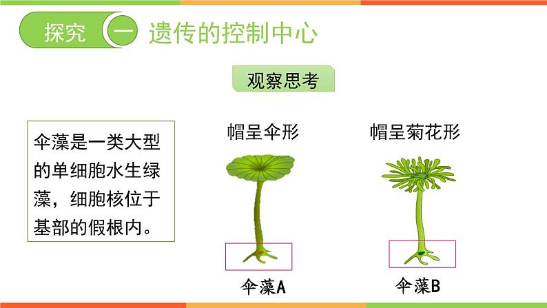 4.4.1遗传的物质基础课件 --2024年初中秋季济南版生物八年级上册06