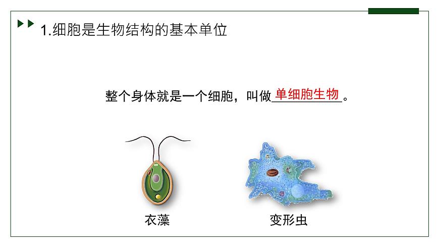 濟(jì)南版 初中生物七年級(jí)上冊1.2.1細(xì)胞是生物體結(jié)構(gòu)和功能的基本單位課件+視頻第5頁