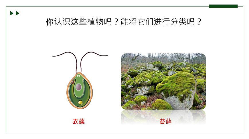 濟(jì)南版 初中生物七年級(jí)上冊(cè)2.1.1孢子植物主要有藻類、苔蘚和蕨類植物課件+視頻第1頁