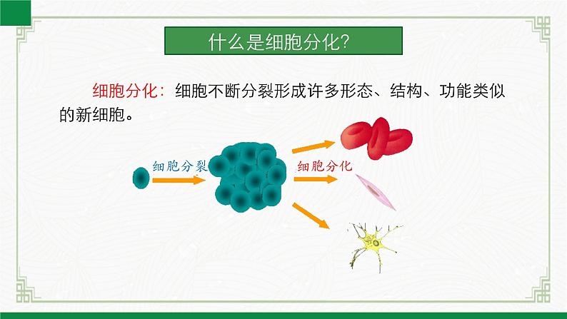 2.3.2细胞分化形成组织(课件+教案)北师大版 七上06