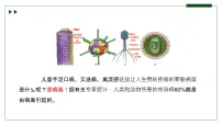 初中生物济南版(2024)七年级上册第一节 病毒是没有细胞结构的生物完美版课件ppt