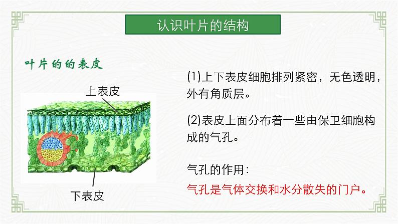3.4.1光合作用第3课时(课件) 北师大版七上第7页