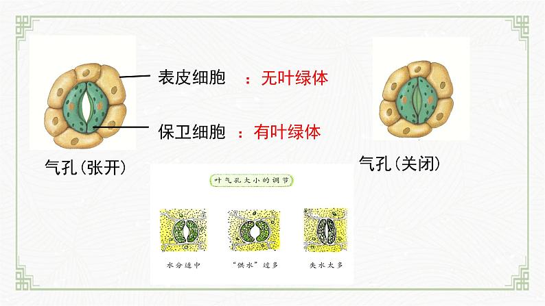 3.4.1光合作用第3课时(课件) 北师大版七上第8页