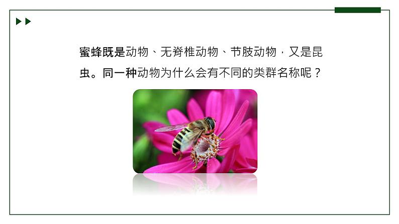 济南版 初中生物七年级上册2.4.2“种”是生物分类的基本单位课件+视频01