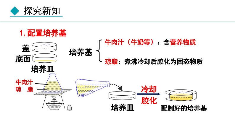 人教版八年级生物上册课件 5.4.1 细菌和真菌的分布06