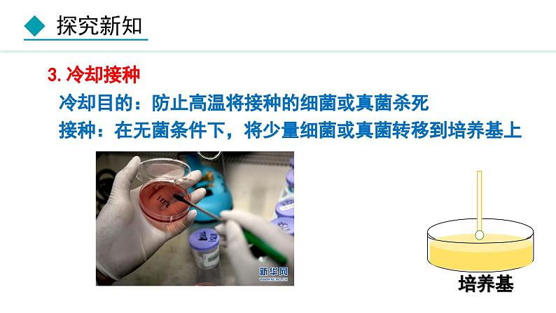 人教版八年级生物上册课件 5.4.1 细菌和真菌的分布08