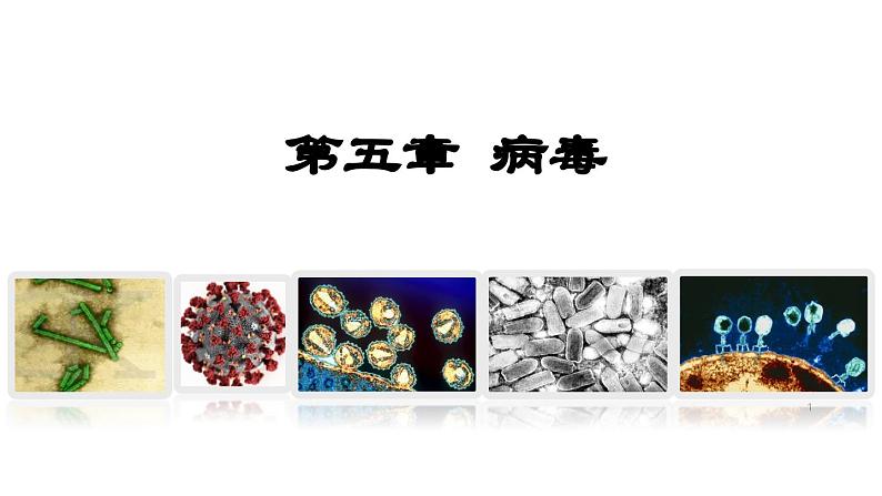 人教版八年级生物上册课件 5.5 病毒第1页