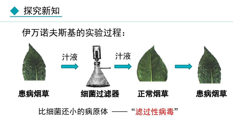 人教版八年级生物上册课件 5.5 病毒第4页