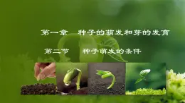 3.1.2  种子萌发的条件（课件）-2024-2025学年八年级冀少版生物上册