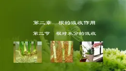 3.2.2  根对水分的吸收（课件）-2024-2025学年八年级冀少版生物上册