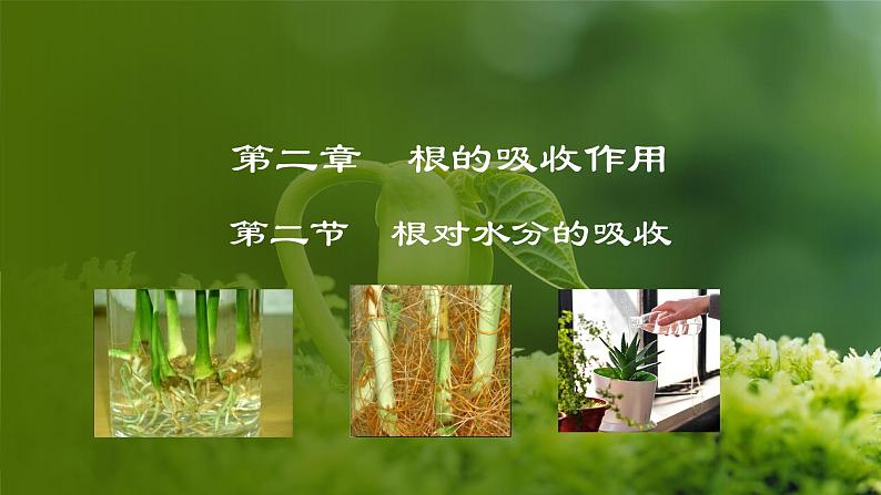3.2.2 根对水分的吸收(课件)-2024-2025学年八年级冀少版生物上册01