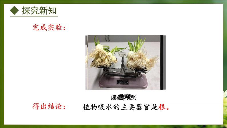 3.2.2 根对水分的吸收(课件)-2024-2025学年八年级冀少版生物上册06