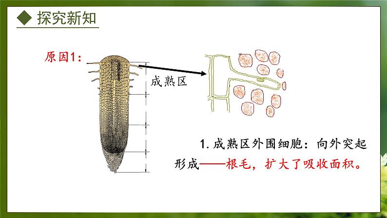 3.2.2 根对水分的吸收(课件)-2024-2025学年八年级冀少版生物上册08