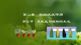 3.2.3  无机盐与植物的生长（课件）-2024-2025学年八年级冀少版生物上册