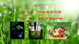 3.3.1  光合作用的产物（课件）-2024-2025学年八年级冀少版生物上册