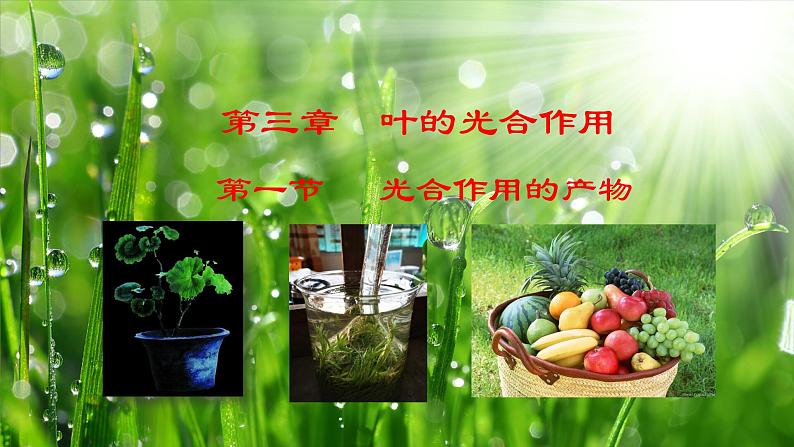 3.3.1 光合作用的产物(课件)-2024-2025学年八年级冀少版生物上册01