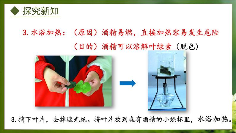 3.3.1 光合作用的产物(课件)-2024-2025学年八年级冀少版生物上册08