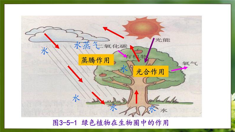 3.5 绿色植物在生物圈中的作用(课件)-2024-2025学年八年级冀少版生物上册05