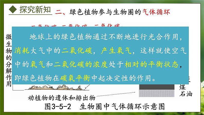 3.5 绿色植物在生物圈中的作用(课件)-2024-2025学年八年级冀少版生物上册07