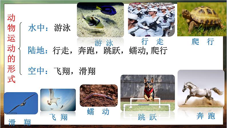 4.1.1 运动的基础(课件)-2024-2025学年八年级冀少版生物上册04