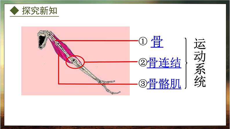 4.1.1 运动的基础(课件)-2024-2025学年八年级冀少版生物上册06