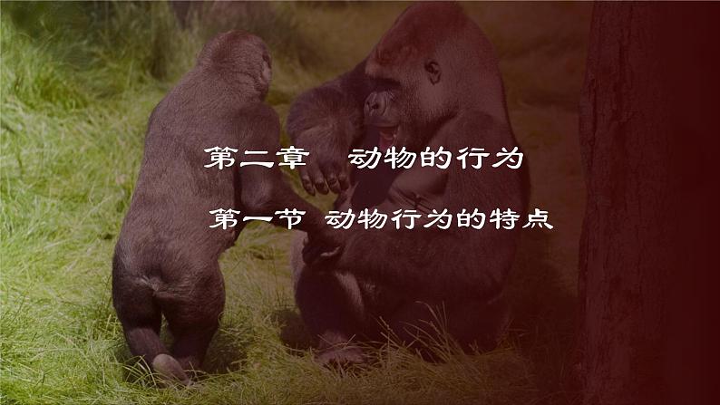 4.2.1 动物行为的特点(课件)-2024-2025学年八年级冀少版生物上册01