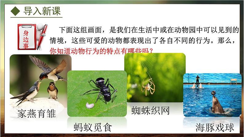 4.2.1 动物行为的特点(课件)-2024-2025学年八年级冀少版生物上册03