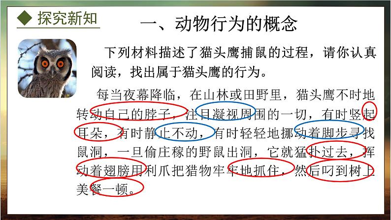 4.2.1 动物行为的特点(课件)-2024-2025学年八年级冀少版生物上册04