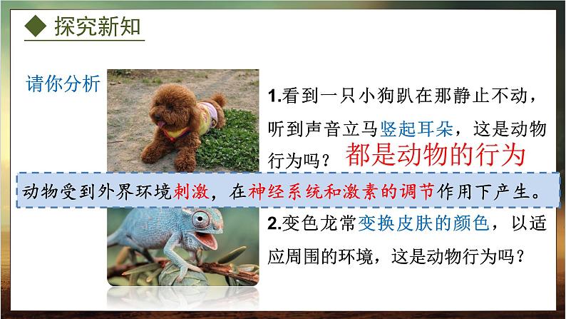 4.2.1 动物行为的特点(课件)-2024-2025学年八年级冀少版生物上册07