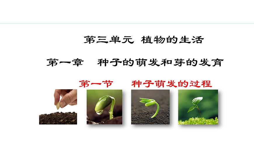 冀少版八年級生物上冊課件 3.1.1  種子萌發(fā)的過程第1頁