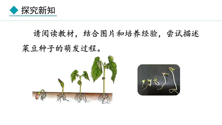 冀少版八年級生物上冊課件 3.1.1  種子萌發(fā)的過程第8頁
