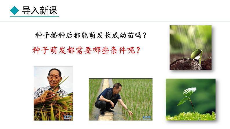 冀少版八年级生物上册课件 3.1.2 种子萌发的条件03