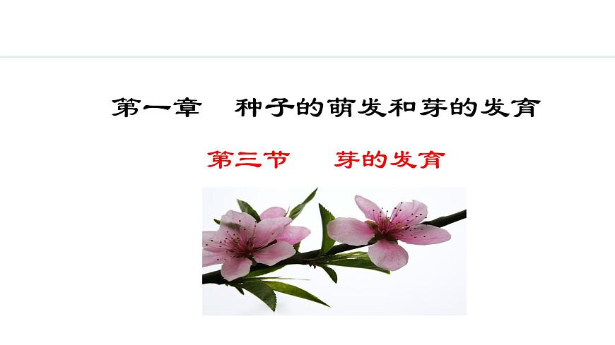 冀少版八年級生物上冊課件 3.1.3  芽的發(fā)育第1頁