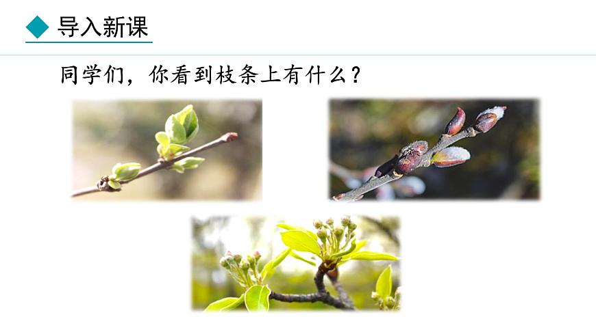冀少版八年級生物上冊課件 3.1.3  芽的發(fā)育第3頁