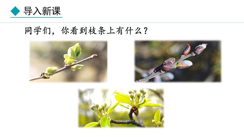 冀少版八年级生物上册课件 3.1.3 芽的发育03
