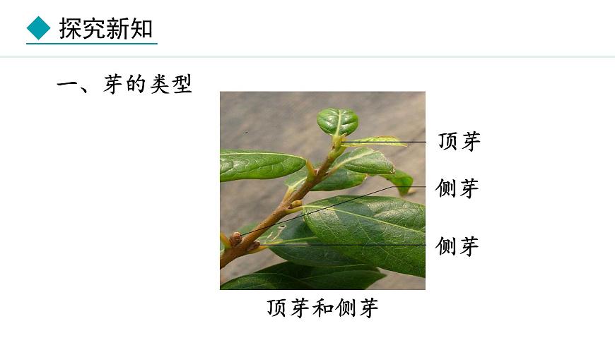 冀少版八年級生物上冊課件 3.1.3  芽的發(fā)育第4頁