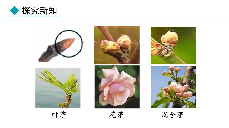 冀少版八年級生物上冊課件 3.1.3  芽的發(fā)育第5頁