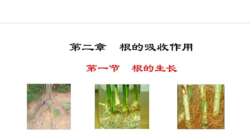 冀少版八年級(jí)生物上冊(cè)課件 3.2.1  根的生長(zhǎng)第1頁(yè)