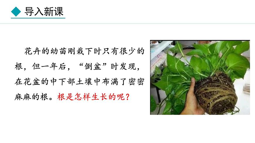 冀少版八年級(jí)生物上冊(cè)課件 3.2.1  根的生長(zhǎng)第3頁(yè)